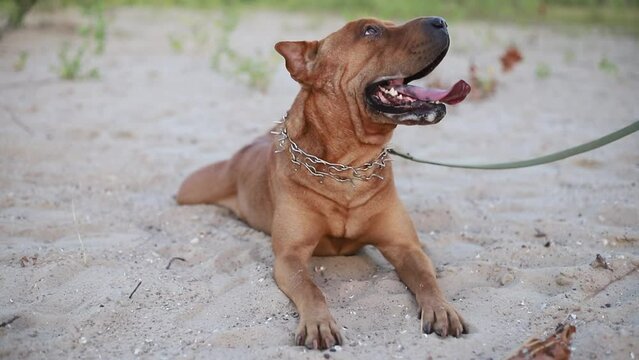 Portrait of metis staffordshire terrier and sharpei having walk outdoors in sandy park