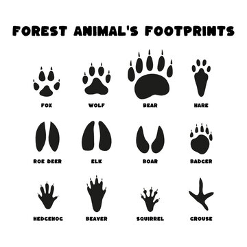 Set isolated black silhouettes of forest animals footprints on white background in flat vector style. Fox, bear, wolf, elk, badger, hare, squirrel, beaver, roe deer, boar, hedgehog, grouse