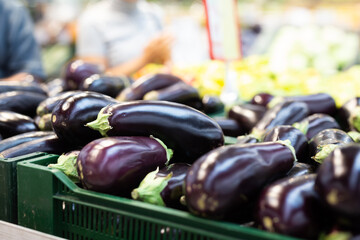 Fresh purple eggplant on market counter