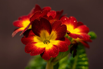 red and yellow flower