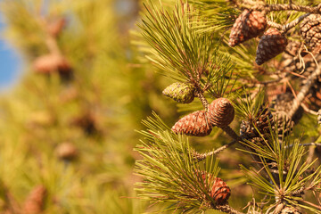 Cones on conifer tree