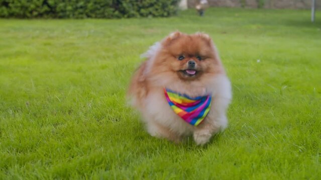 Running on green grass, wearing an LGBT scarf, is a Spitz dog. 
