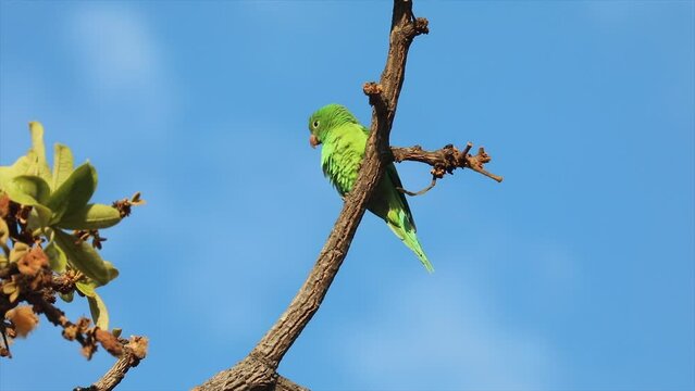 Small isolated green parakeet perched on tree branch with blue sky background