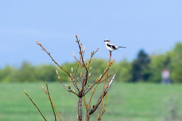 Raubwürger (Lanius excubitor)