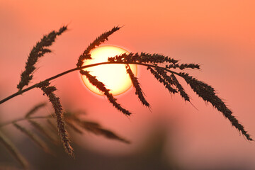 grass against the setting sun trawa na tle zachodzącego słońca