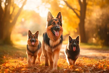 Fotobehang A family of German shepherd dogs on a walk in the park. Nice photo of purebred dogs © Uliana