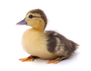 One little duckling.