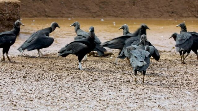Group of black vultures trying to feed on a fleeing tortoise in the mud