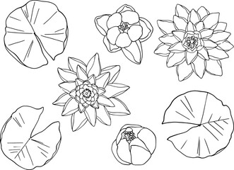 A set of water lilies with leaves, top view. Separate elements on a white background. Linear freehand drawing, vector. For high quality printing on clothing and objects. From the ZODIAC collection - obrazy, fototapety, plakaty