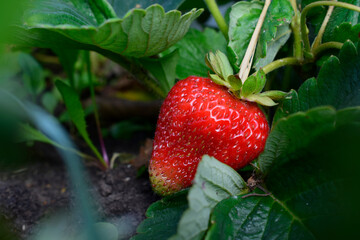 Fresh strawberries growing in the garden