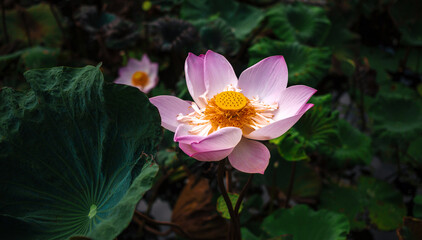 Close-up of the beautiful pink Indian lotus Pollen flower in blooming, pink waterlily or lotus flower in pond