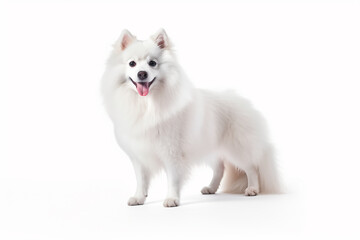 Spitz on a white isolated background