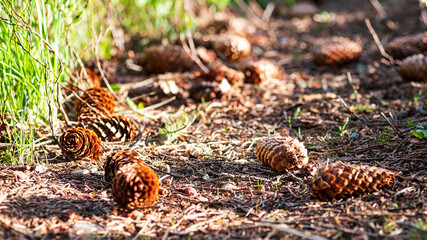 coniferous cones.
coniferous forest in the Carpathians
