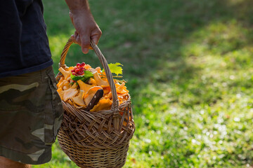 Noble, edible chanterelle mushrooms. A mushroom picker man collects chanterelles in a birch forest. A beautiful wicker basket with mushrooms in the hands of a man.