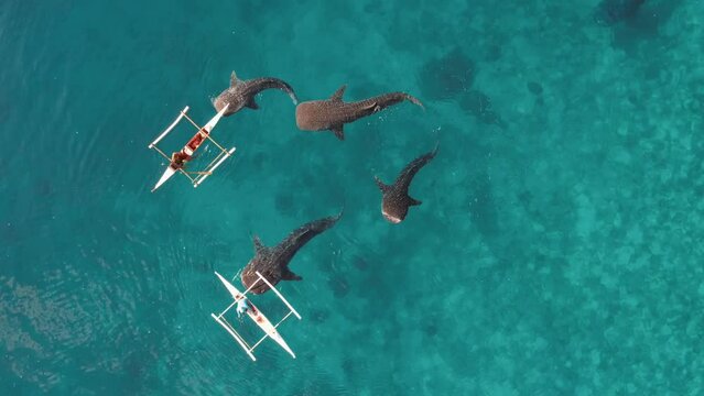 Aerial Drone footage of Whale shark swimming in ocean Oslob, Cebu, Philippines