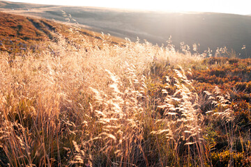 Fototapeta premium the natural background