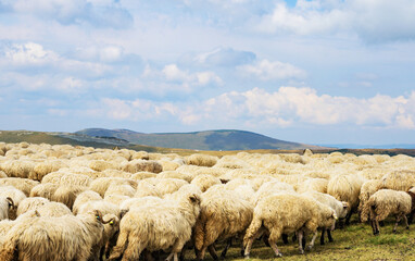 Fototapeta premium The flock of sheep in the mountains. Sheep in a beautiful mountain setting.