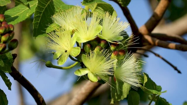 Pequi (caryocar brasiliense) flowers with pollinating native bees in selective focus