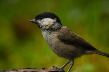 Obraz premium Sumpfmeise 