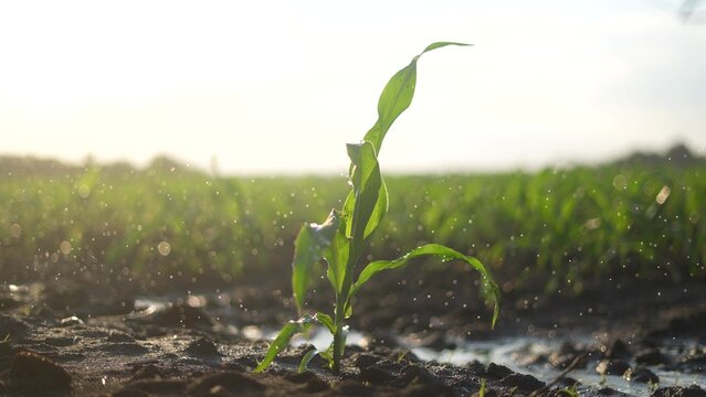 corn sprout. a small plant stretches towards the sun to live. corn sprout business concept. growing corn for sale lifestyle to potential buyers