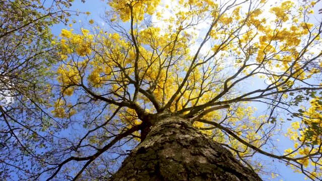 Natural Blooming Golden Trumpet Tree (in Portuguese: Ipe Amarelo; scientific name: Tabebuia chrysotricha or Handroantus chrysotrichus). This flower is the iconic national flower of Brazil.