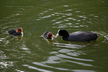 Eurasian Coot fulica atra with a newborn chick