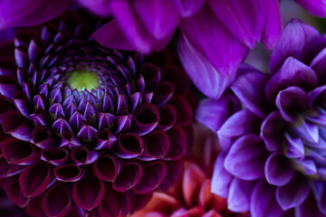 Dahlia blooms background. Colorful dahlia flowers close up. Floral background.