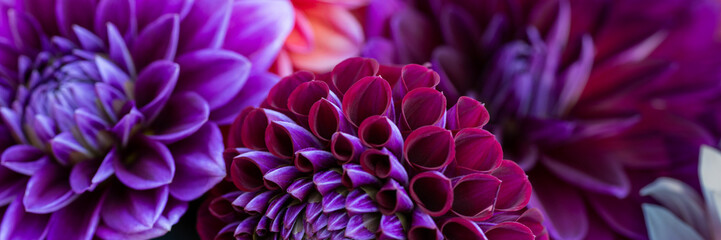 Dahlia blooms background. Colorful dahlia flowers close up. Floral banner.