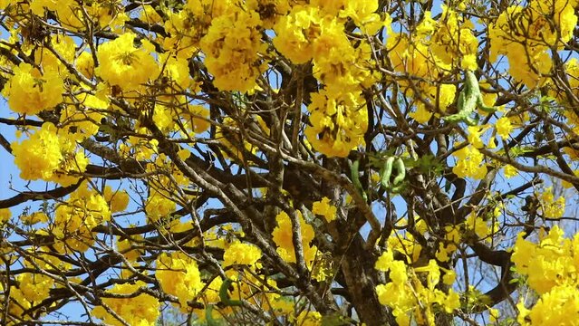 Panoramic video of the typical yellow ipe tree, symbol of Brazil