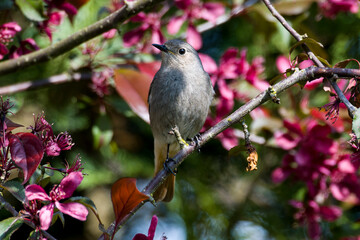 Weiblicher Hausrotschwanz (Phoenicurus ochruros)