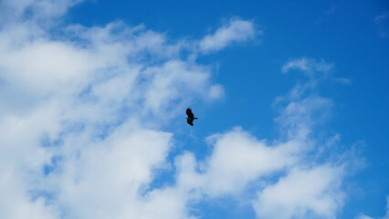 Bald eagle flying in blue sky