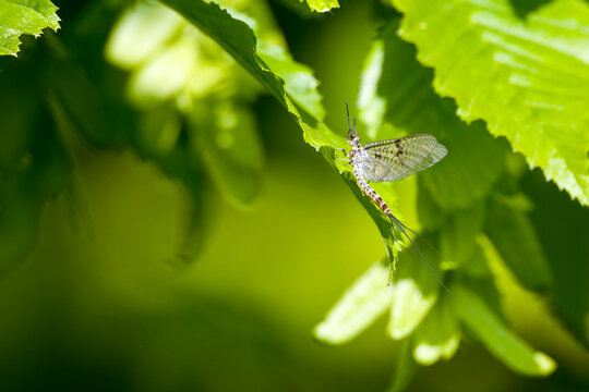 Ephemeridae Images Browse 59 Stock Photos, Vectors, and Video Adobe