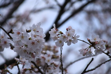 満開の桜の花びら接写