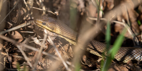 Aesculapian snake in the sunlight lying on a rock