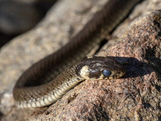 Grass snake lying on a stone in the sun
