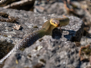 Aesculapian snake in the sunlight lying on a rock