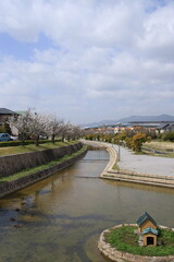 Fototapeta na wymiar 満開の桜並木がきれいな親水中央公園(兵庫県芦屋市)