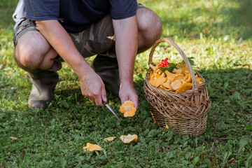 Noble, edible chanterelle mushrooms. A mushroom picker man collects chanterelles in a birch forest. Beautiful texture of nature background at dawn.