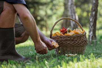 Noble, edible chanterelle mushrooms. A mushroom picker man collects chanterelles in a birch forest....