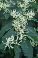 white inflorescences on a background of green leaves