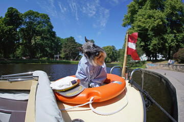 Salt and pepper Miniature Schnauzer dog with cropped ears posing outdoors wearing a light blue shirt sitting in an orange lifebuoy placed on a stern of a small boat in summer. Wide angle view