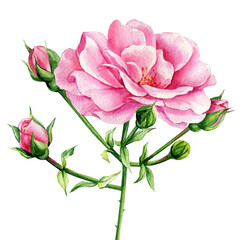 Rose flower on a white background, floral design. Hand drawn watercolor painting. Pink flora