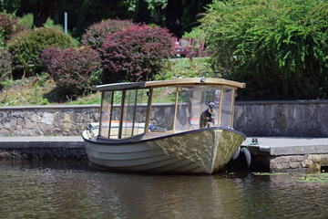 Cute salt and pepper Miniature Schnauzer dog with cropped ears posing outdoors standing on a prow of a small boat in summer