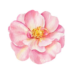 Rose flower on a white background, floral design. Hand drawn watercolor painting. Pink flora