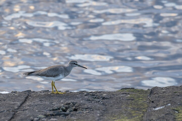 A common sandpiper standing on a rock 