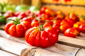 The Red Tomato Wonderland: An Immersive Farm Experience