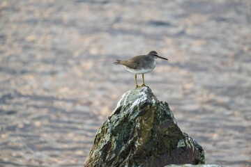 A common sandpiper standing on a rock 