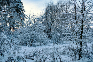 Landscape trees in the snow after a snowfall in the forest. 