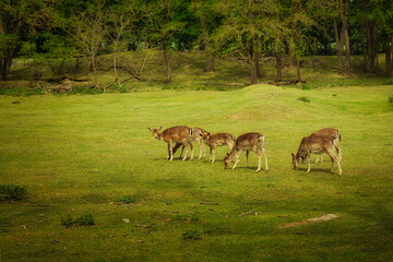 herd of deer