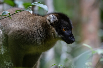 Red fronted brown lemur
